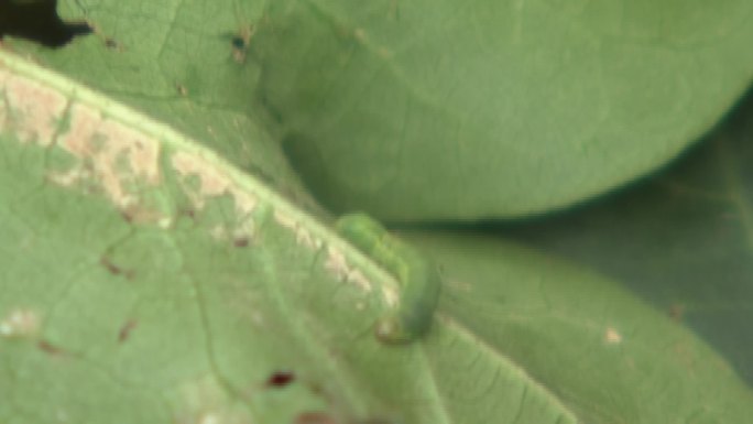 棉花虫害棉铃虫