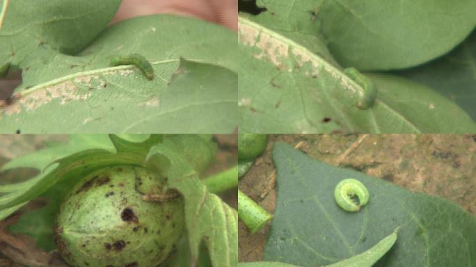 棉花虫害棉铃虫