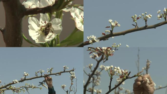 梨花人工疏花蜜蜂授粉02