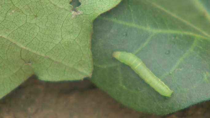 棉花虫害棉铃虫02