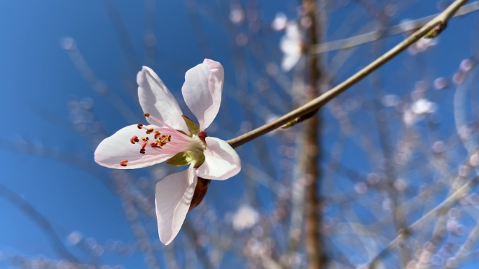 【原创】4K疫情复苏春天到了桃花开了原声