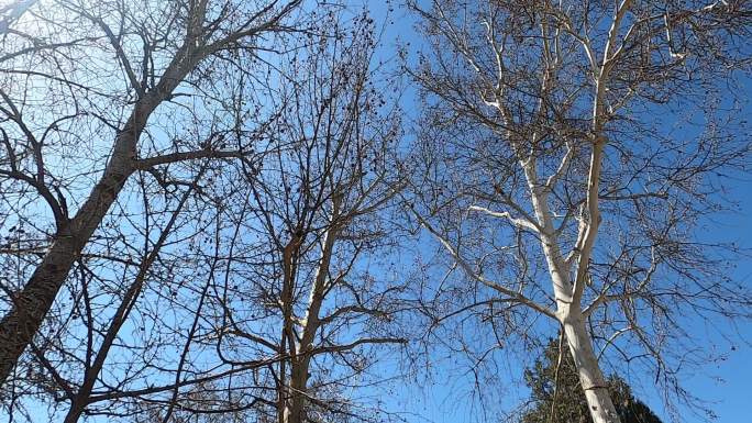 蓝天下树木的枝丫
