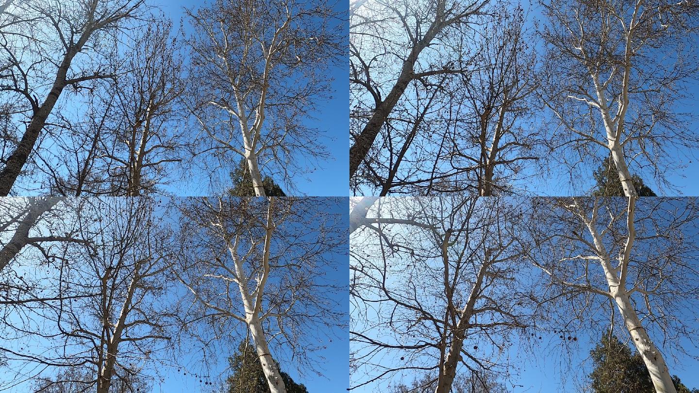 蓝天下树木的枝丫