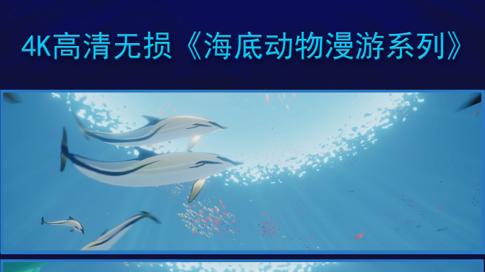 唯美海底世界海豚__4K无损超宽屏