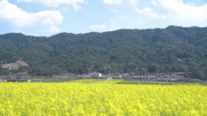 金黄的油菜花