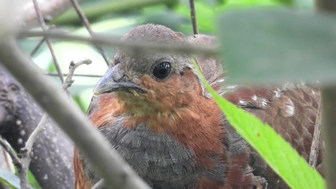 近距离实拍野生竹鸡