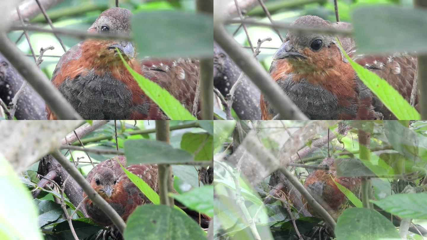 近距离实拍野生竹鸡