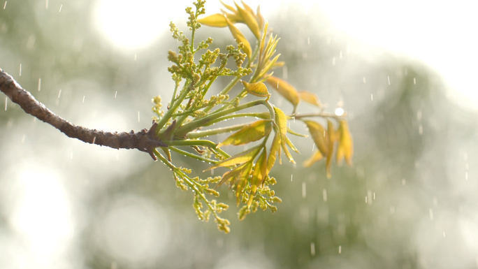 春天春雨嫩芽