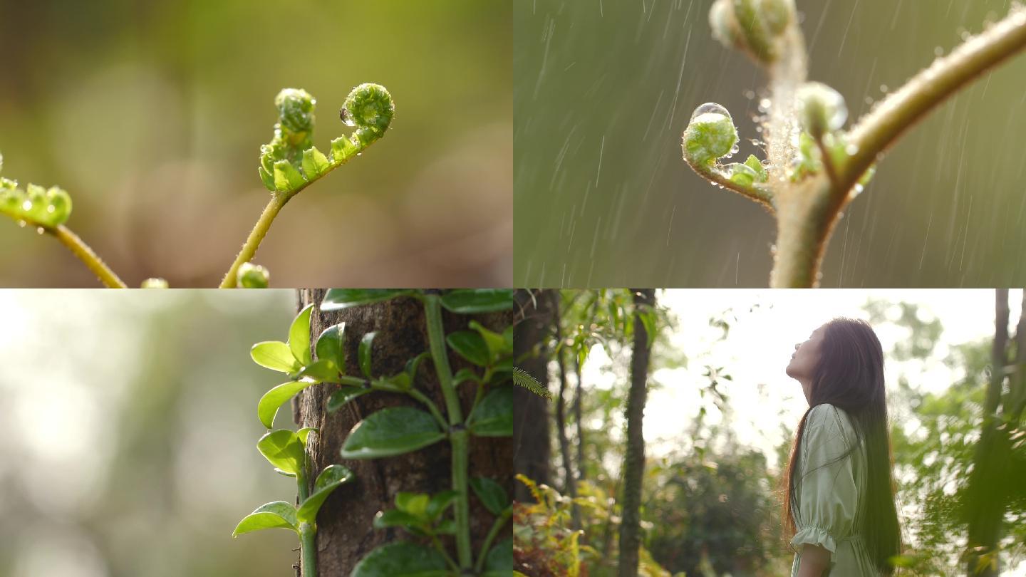 春天春雨嫩芽