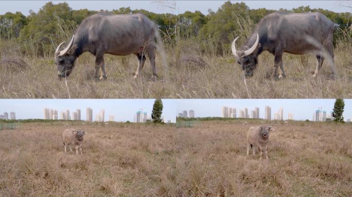 实拍水牛在草地上吃草