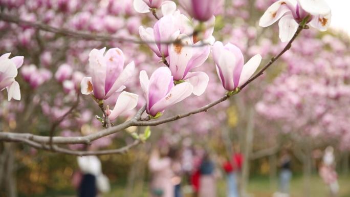 春暖花开上海玉兰花赏花实拍高清