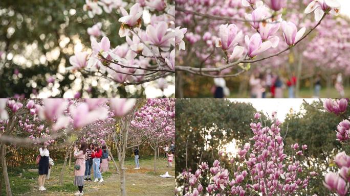 春暖花开上海玉兰花赏花实拍高清