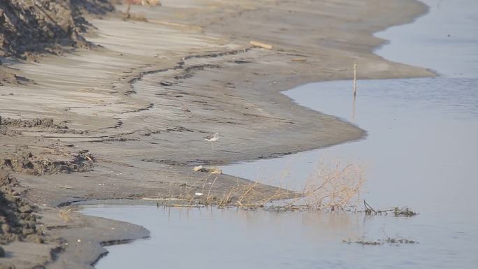 海鸟栖息地航拍湿地鸟类海湾