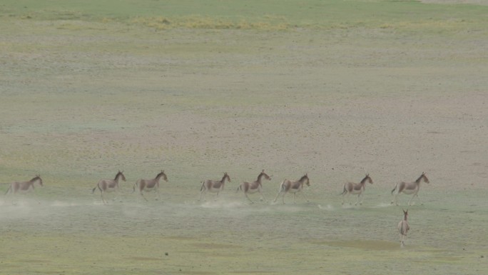 4K一队奔跑的藏野驴