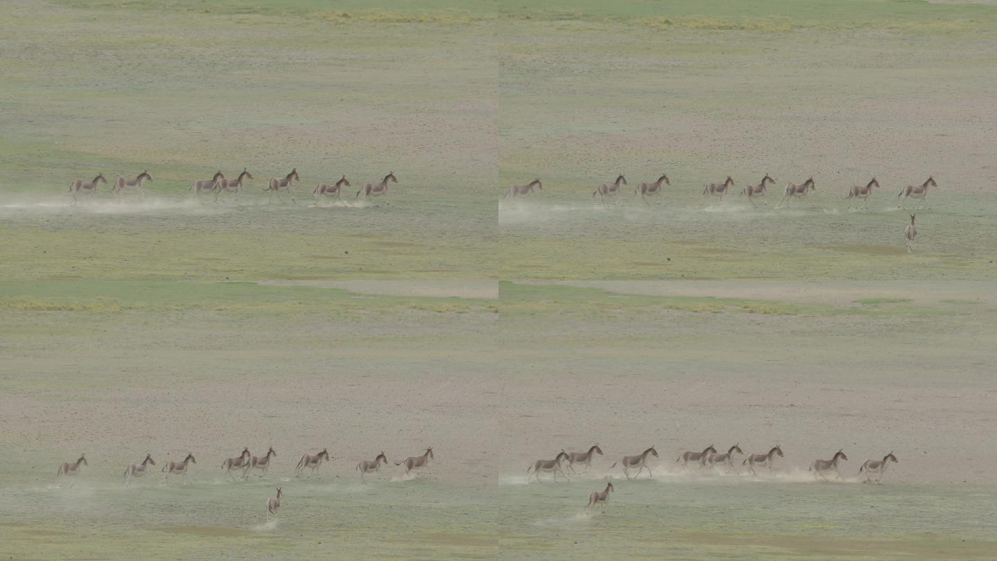 4K一队奔跑的藏野驴
