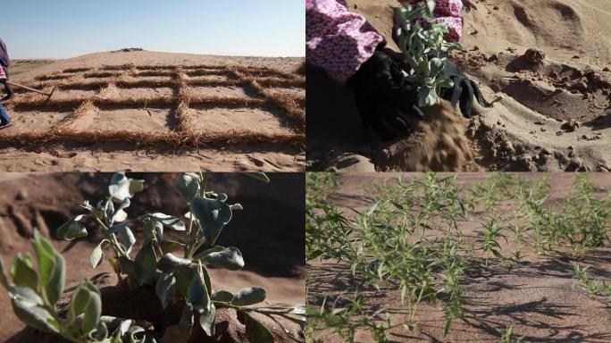 沙漠治沙防风治沙植物栽培沙漠绿植