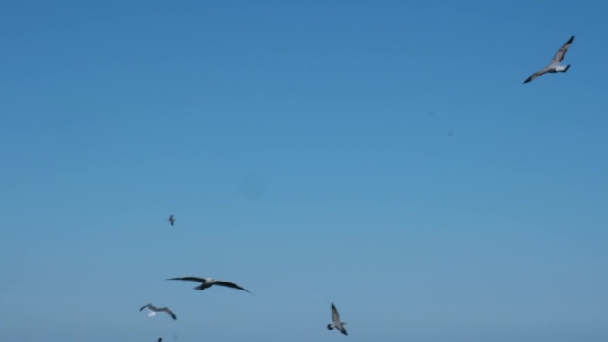 海鸟海鸥飞翔盘旋