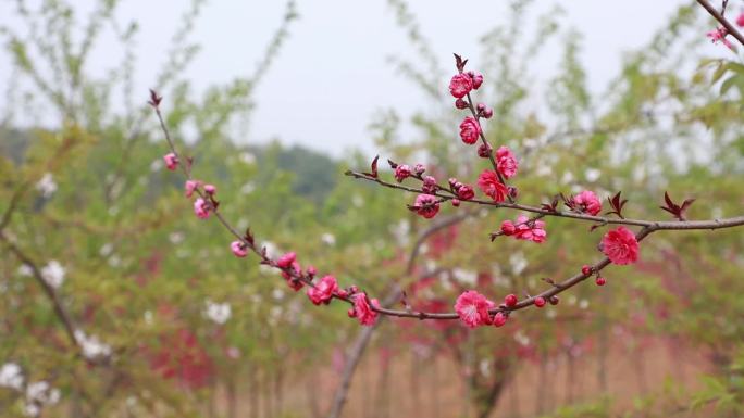 实拍高清桃花