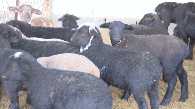 草原牧民肉羊养殖黑头羊