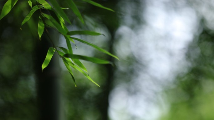 叶枝阳光特写