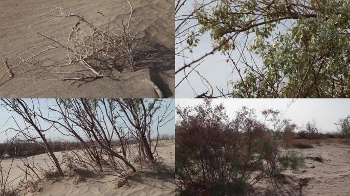 沙漠植物枯萎造型