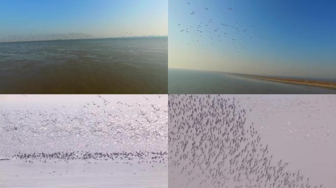 航拍鸟类鸟群鸟觅食休息海鸟保护区