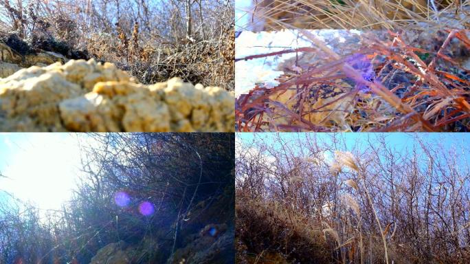 唯美空镜头意境干枯枯黄枯草野草