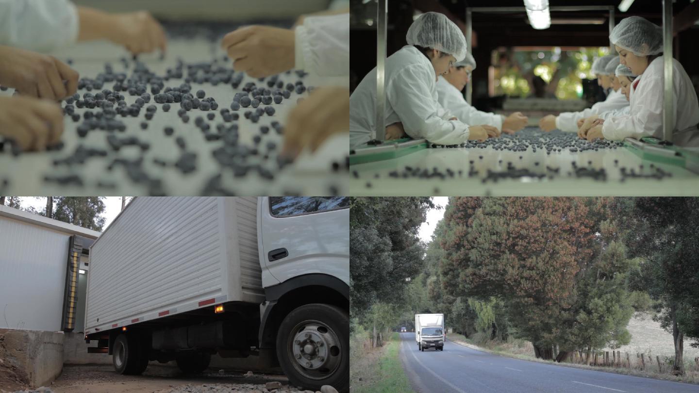 蓝莓生产线挑选颗粒硕果累累包装仓储运输国