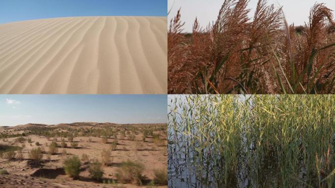 沙漠植物芦苇沙漠绿洲