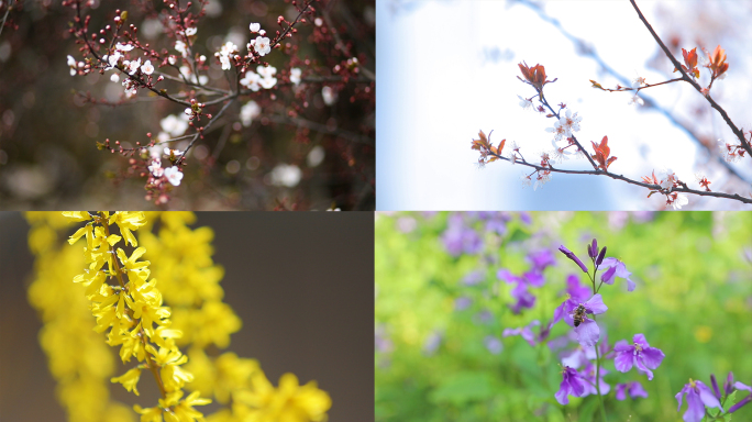 春天花草盛开