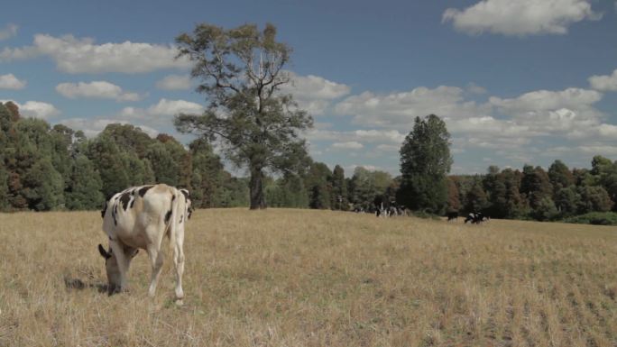 国外农场奶牛生态环境天然牧场