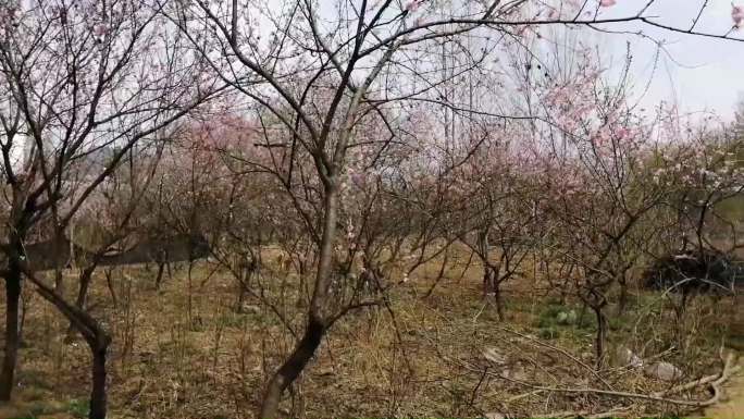 农村小土路桃花油菜花