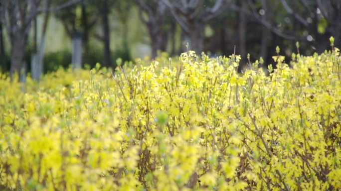 春天春意灌木黄花黄色色感高感