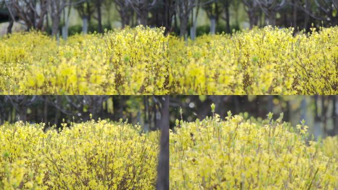 春天春意灌木黄花黄色色感高感