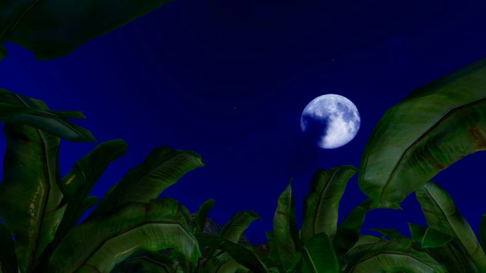 芭蕉林夜晚月亮