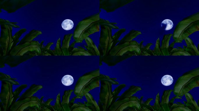 芭蕉林夜晚月亮