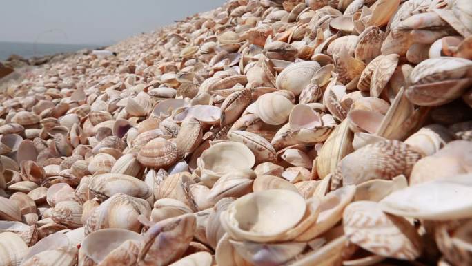 贝类贝壳海岸岸边贝壳堆海岸