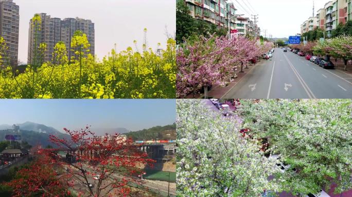 春天花开油菜花樱花海棠花