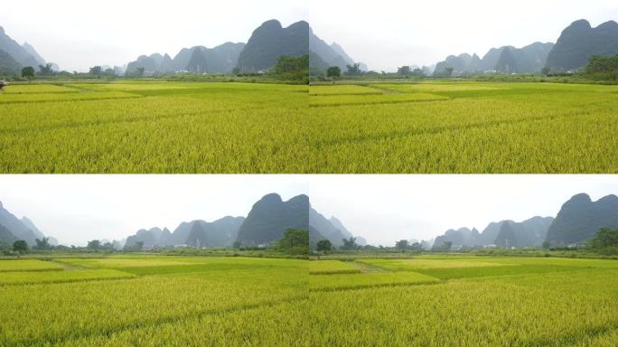 桂林旅游稻田风光航拍景色