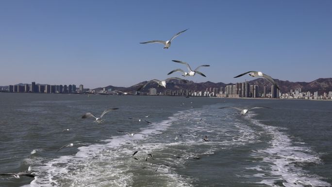 海鸥跟随游船飞舞