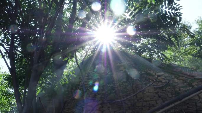 43空镜阳光穿过树梢树丛光线穿过树林光感