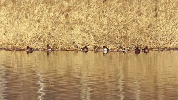 湿地栖息一群珍稀水鸟