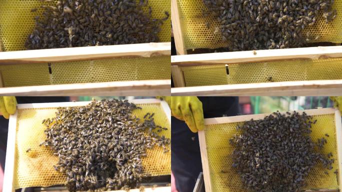 人工养蜂
