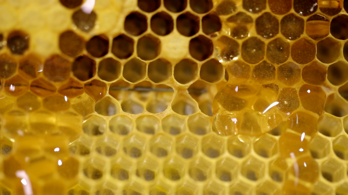 蜂巢蜂窝工人采蜂蜜实拍