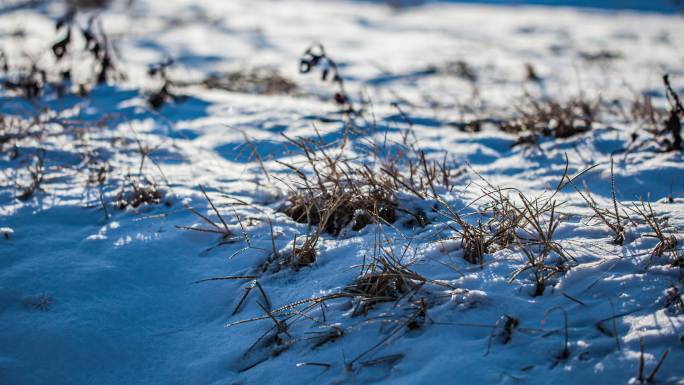 雪地野草