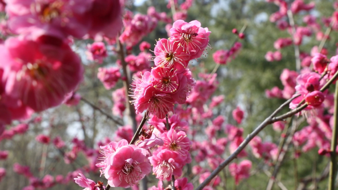 春季花开