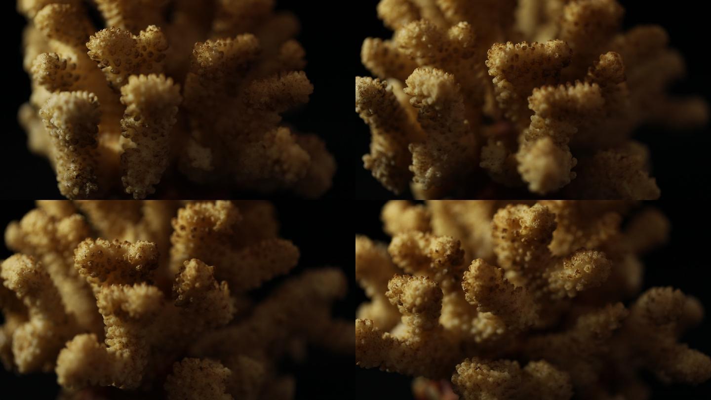 旋转的珊瑚特写
