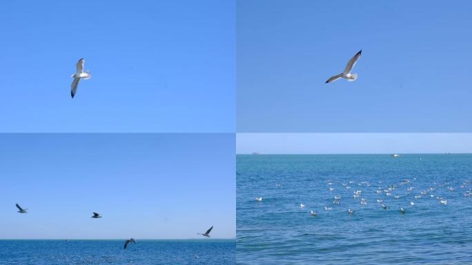 海鸥海鸟大海海鸥特写升格海鸥海