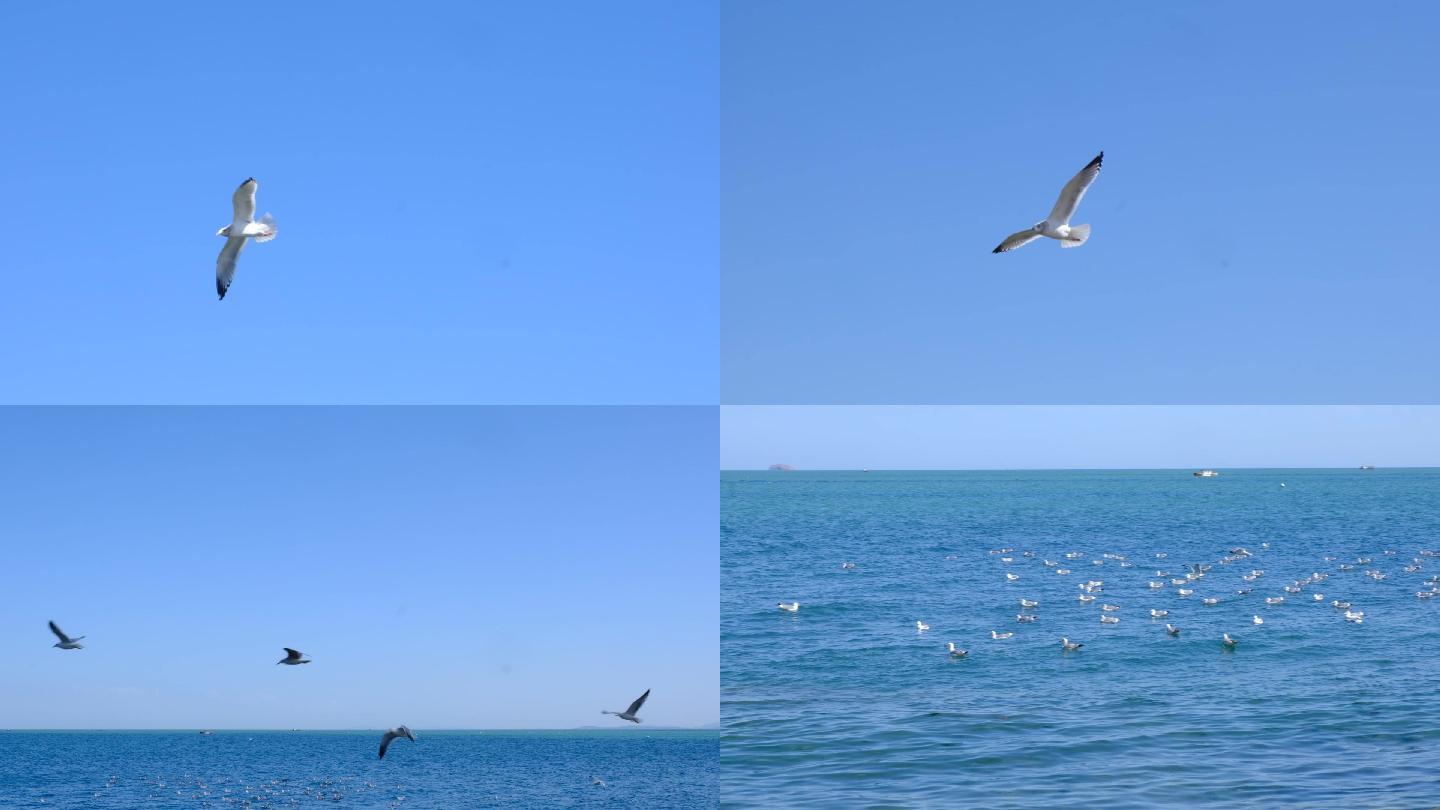 海鸥海鸟大海海鸥特写升格海鸥海