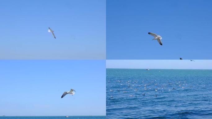 海鸥海鸟大海海鸥特写升格海鸥海